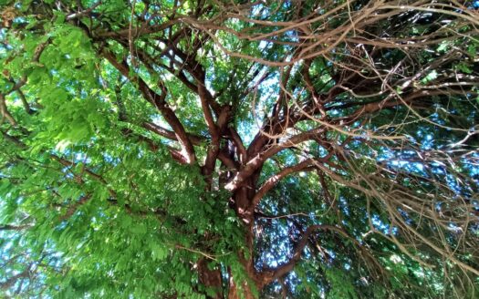 Terreno Comercial Fracc- Residencial Victoria, Colima, Colima